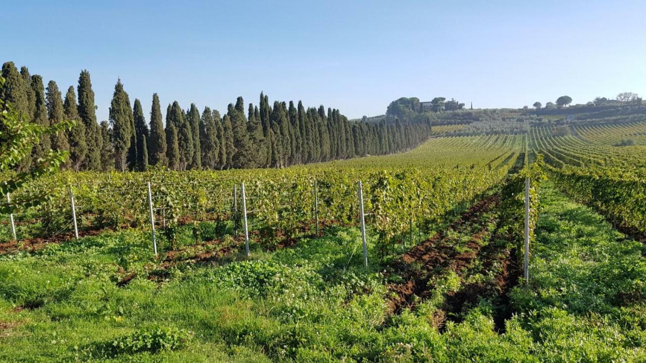Tenuta Di Pietra Porzia Monte Porzio Catone Exteriér fotografie